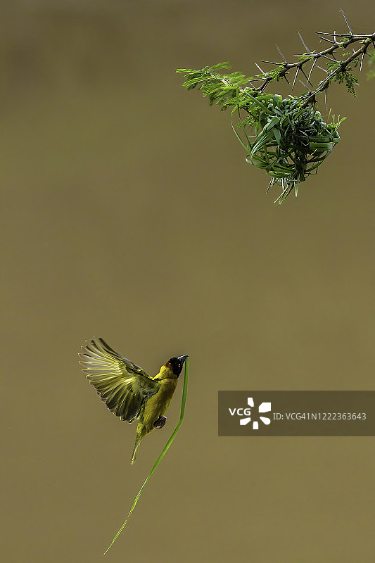 马赛马拉，金合欢树上飞行的黑头织布鸟图片素材