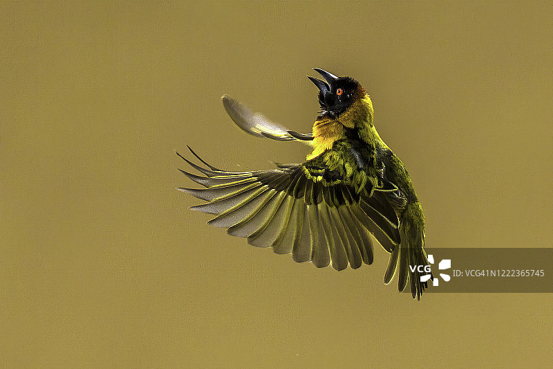 黑头织布鸟飞向马赛马拉的巢穴图片素材