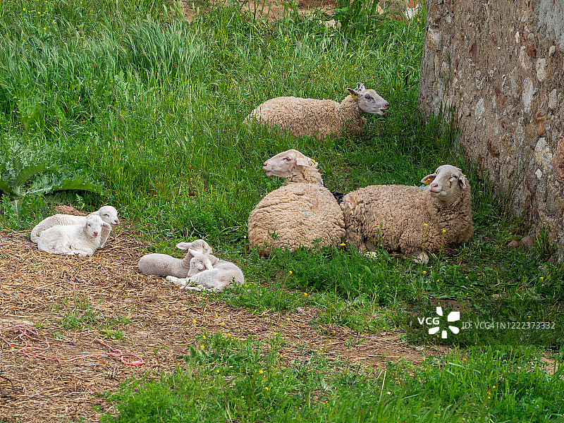 春天在绿草中带着新生羊羔的绵羊图片素材