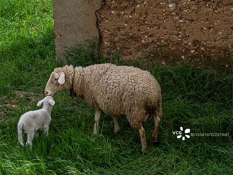 春天在绿草中带着新生羊羔的绵羊图片素材