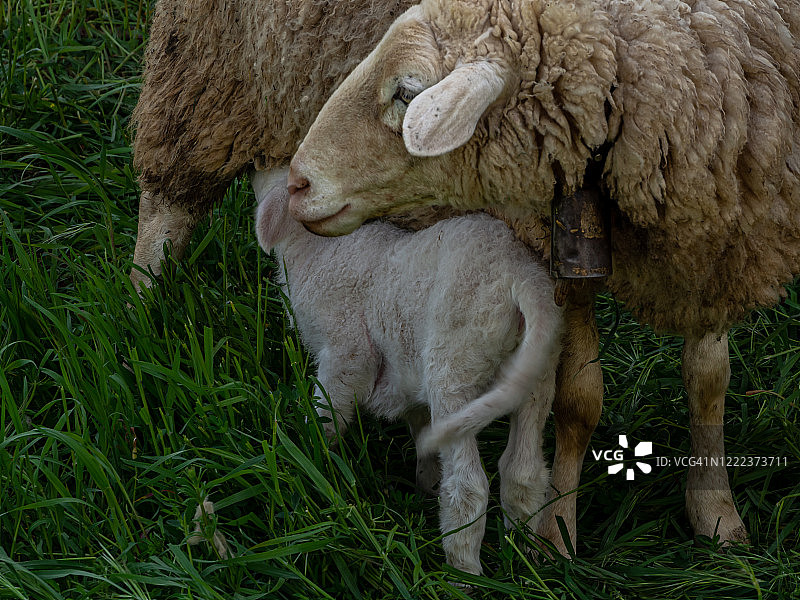 春天里，母羊在绿草地上给新生小羊喂奶图片素材