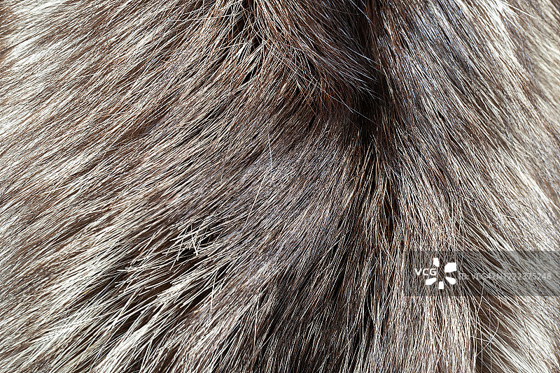 棕色狐狸毛皮纹理特写图片素材