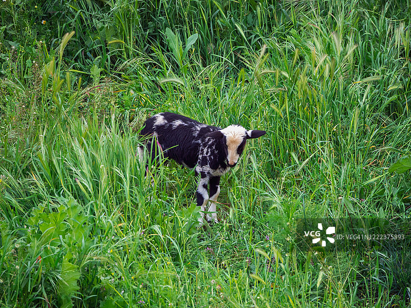 春天绿草地上的新生小羊图片素材