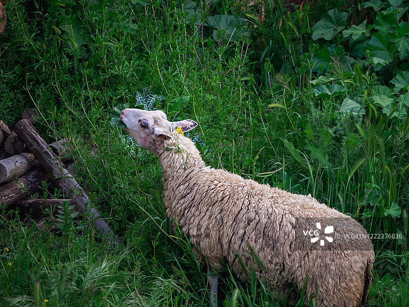 春天里在绿草地上吃草的绵羊图片素材