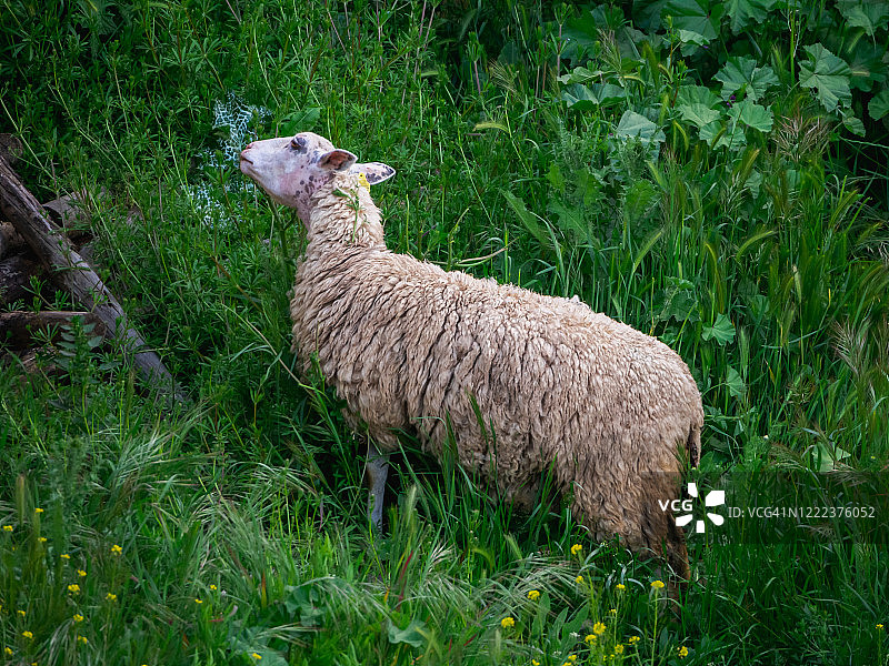 春天里在绿草地上吃草的绵羊图片素材