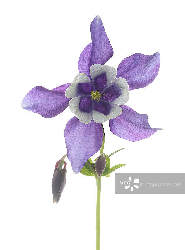 白色背景紫色耧斗菜花朵及花苞。图片素材