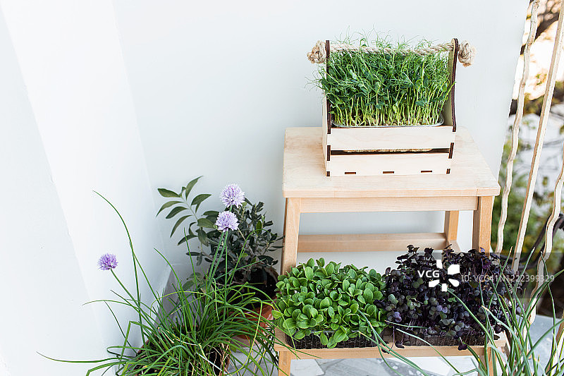 阳台种植的可食用绿色幼苗图片素材