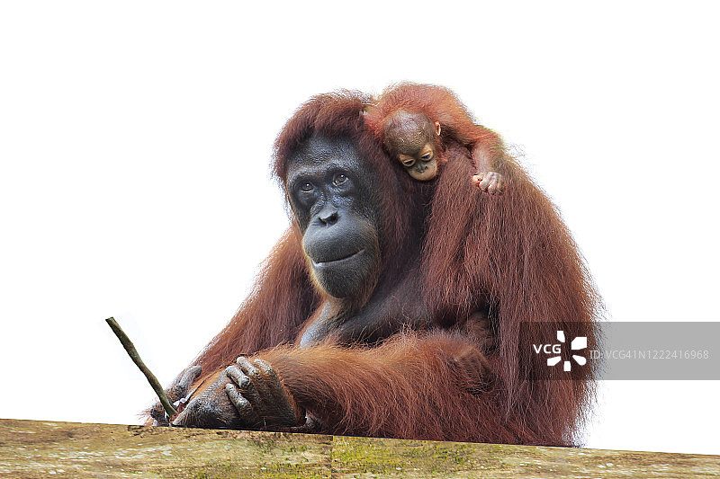 母子猩猩图片素材