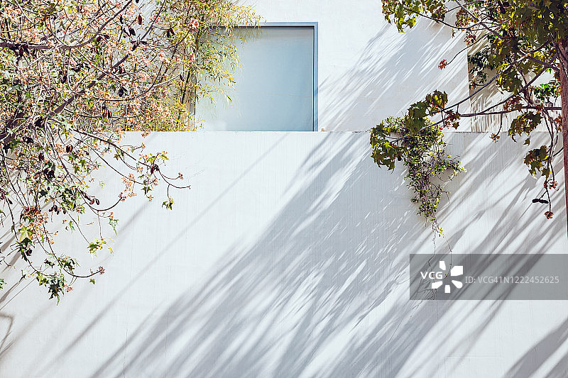 中午有树影的白墙图片素材