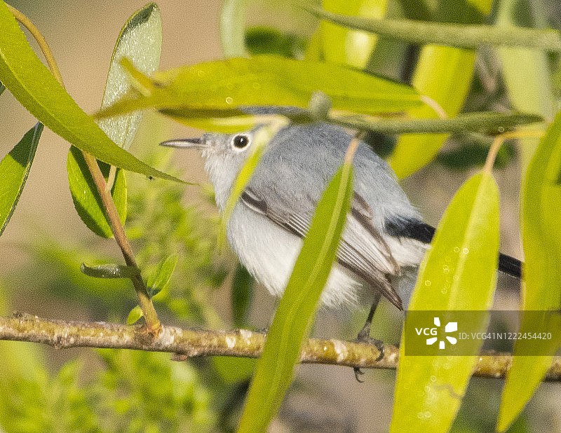 可爱的蓝灰色小嘲鸫图片素材