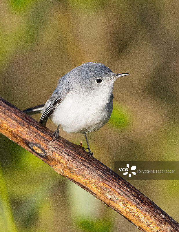 可爱的蓝灰色小嘲鸫图片素材