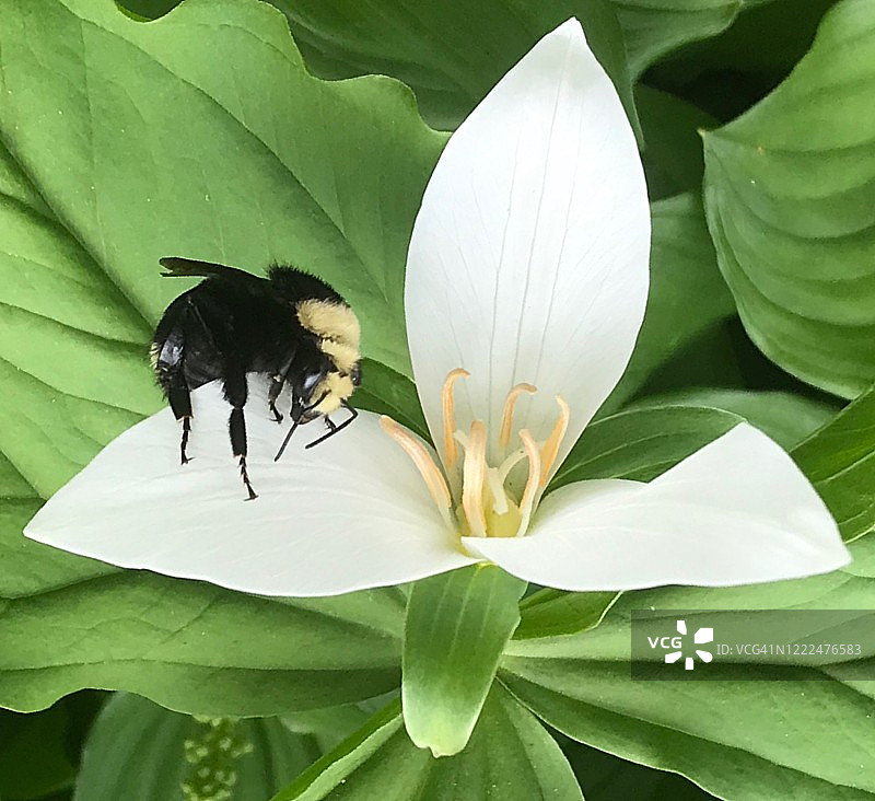 三叶花上的黄脸大黄蜂图片素材