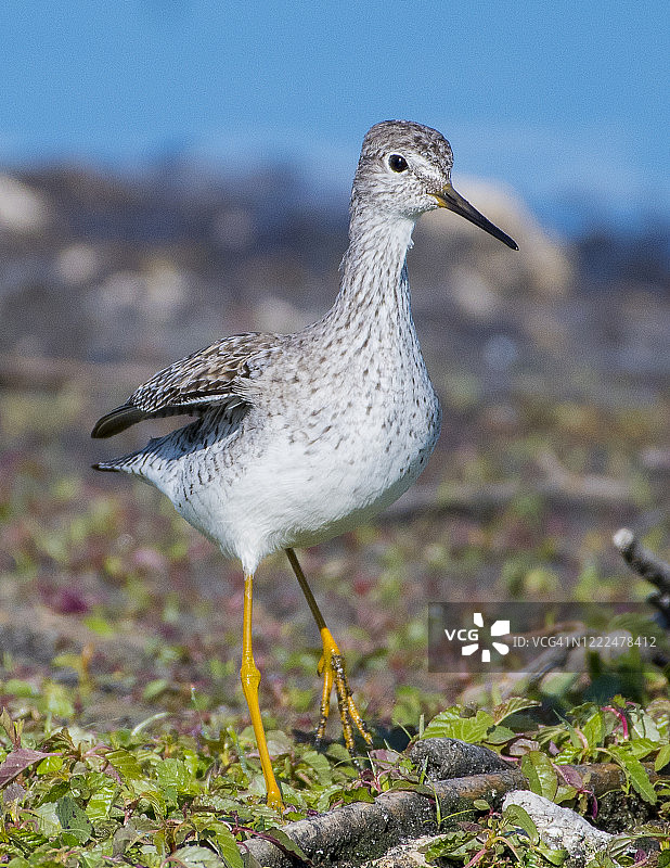 大黄脚鹬图片素材