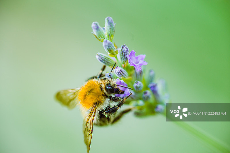 蜜蜂采集蜂蜜图片素材