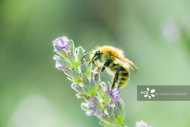 蜜蜂采集蜂蜜图片素材
