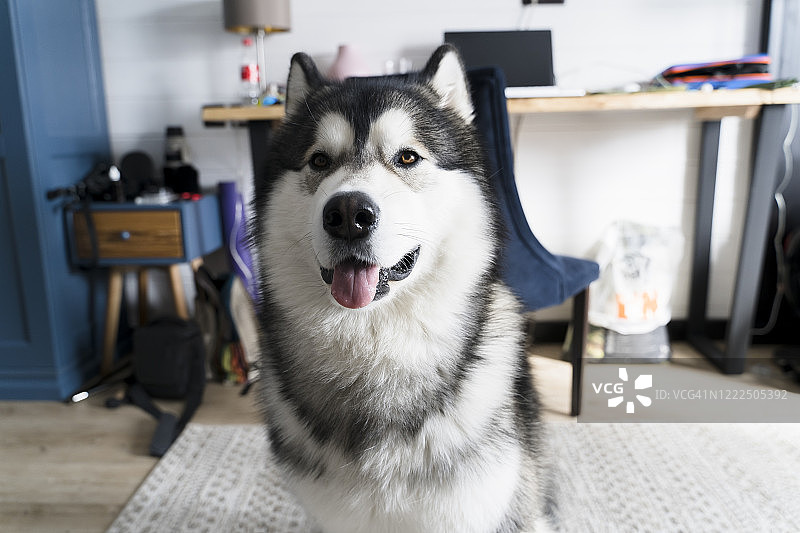 阿拉斯加雪橇犬的画像图片素材