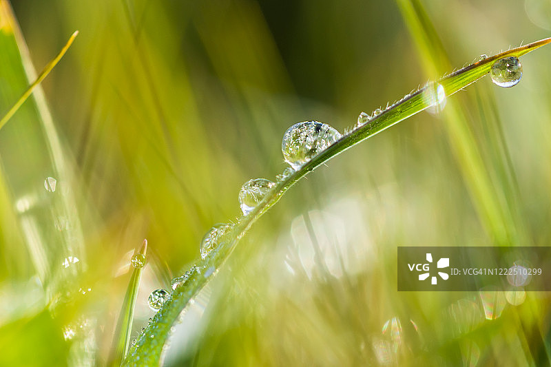 绿草冰冻露珠特写图片素材