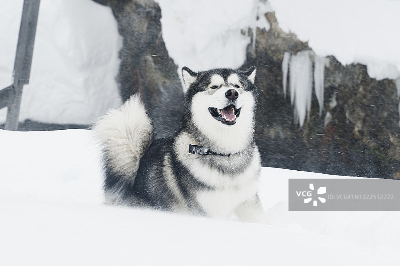 阿拉斯加雪橇犬的画像图片素材