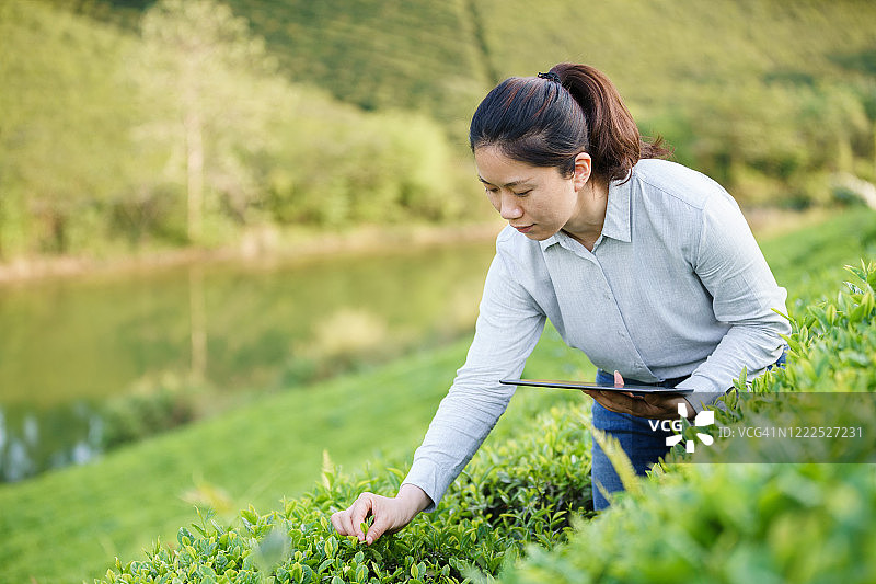 在茶园使用平板电脑的亚洲女性图片素材