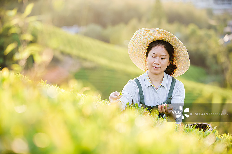 在山上采茶的采茶人图片素材