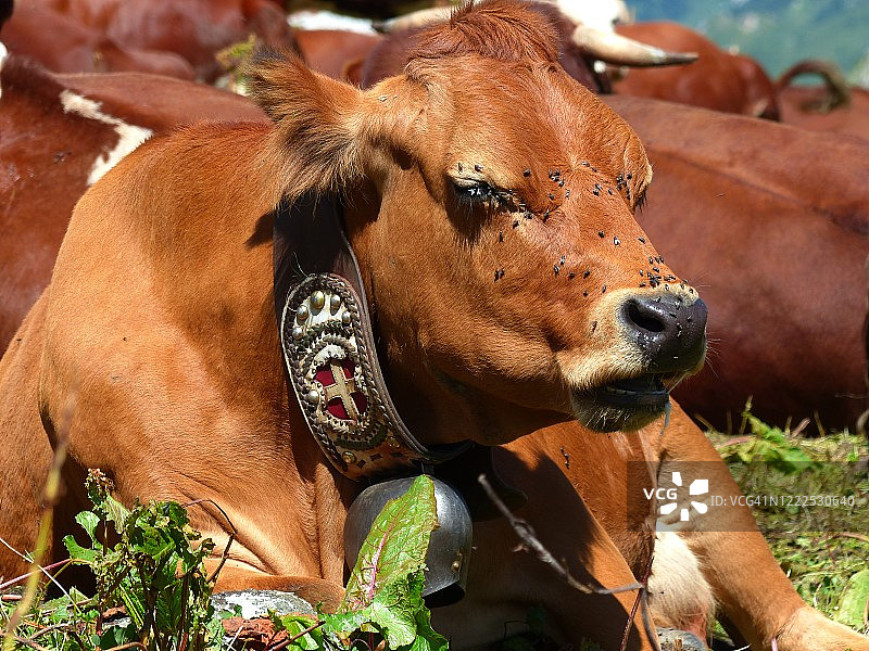 奶牛，瓦努瓦兹山区，萨瓦省图片素材