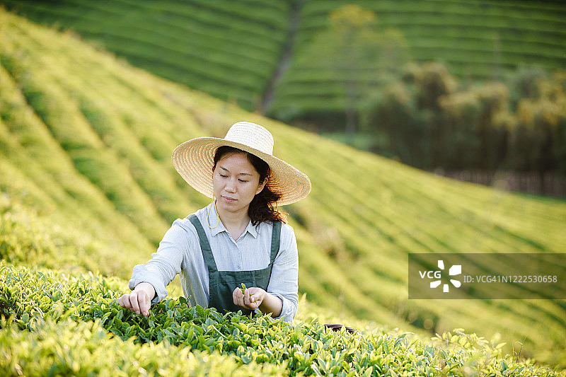 在山上采茶的采茶人图片素材