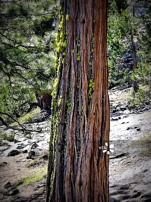 附有苔藓的树皮特写图片素材