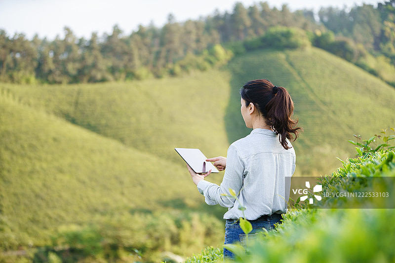 亚洲女性在茶园山谷使用平板电脑图片素材