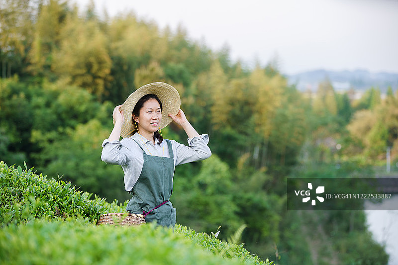 在山上采茶的采茶人图片素材