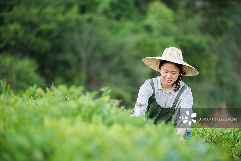 在山上采茶的采茶人图片素材
