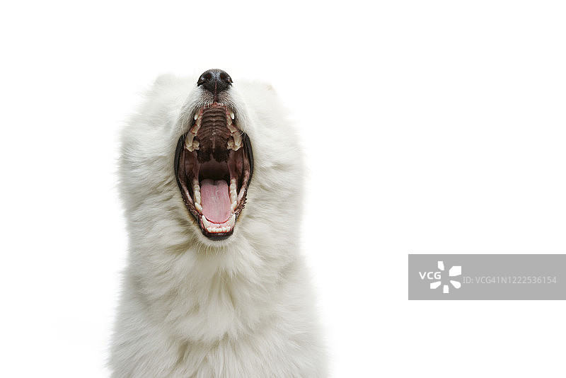 白色萨摩耶犬在白色背景的工作室中的肖像图片素材