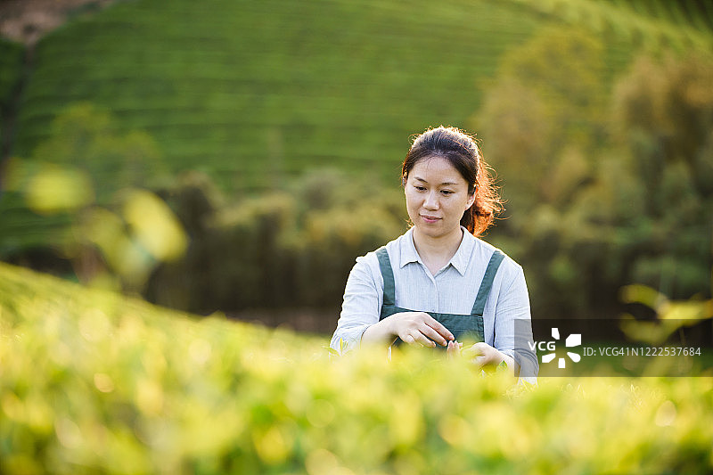 在山上采茶的采茶人图片素材