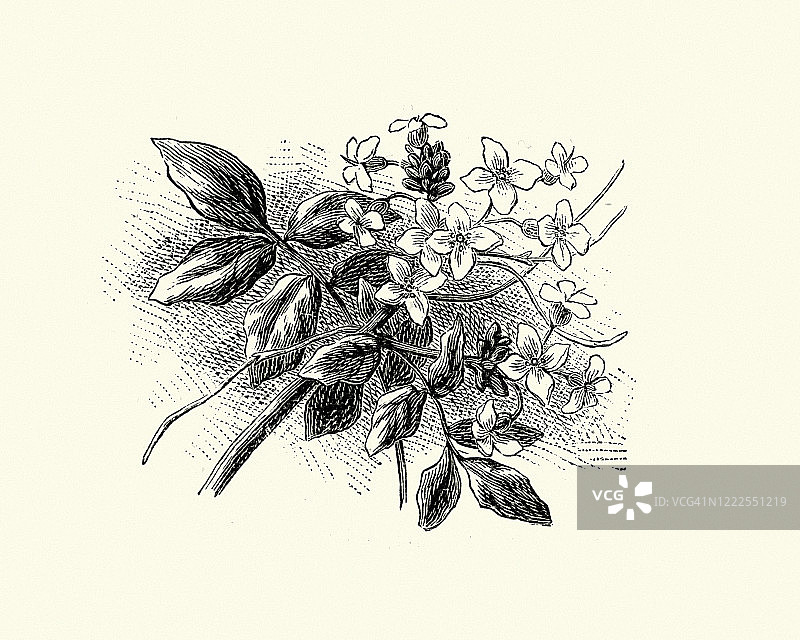 豆瓣菜或西洋菜复古雕刻插画图片素材