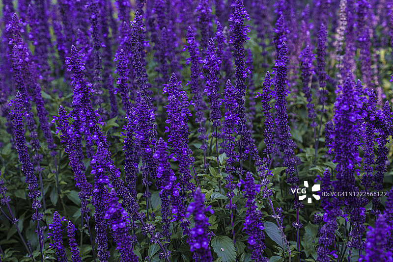 紫色鼠尾草花坛图片素材