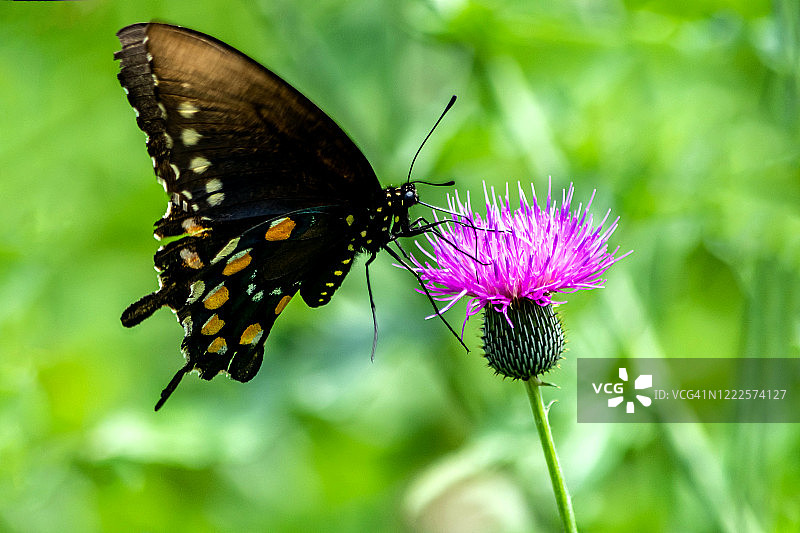 燕尾蝶图片素材