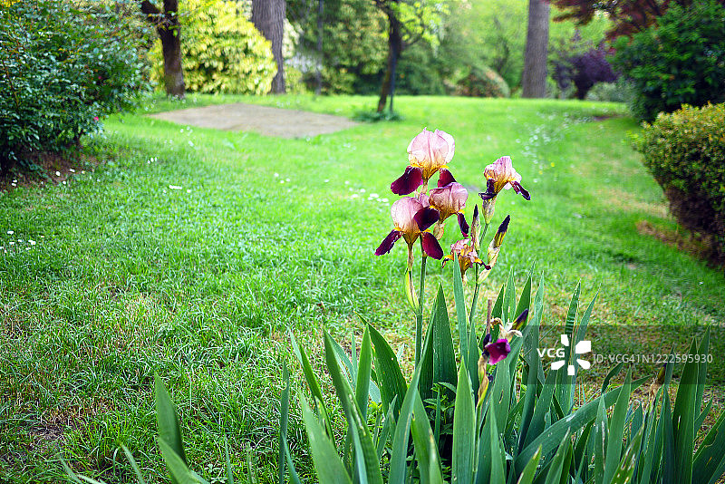 以胡须鸢尾为前景的自然花园图片素材