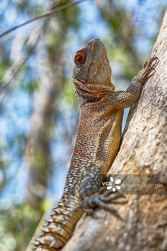近距离拍摄的马岛 swift图片素材