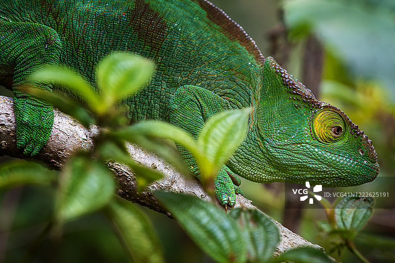 帕森的变色龙 （卡卢玛帕索尼） 在马加斯卡尔图片素材