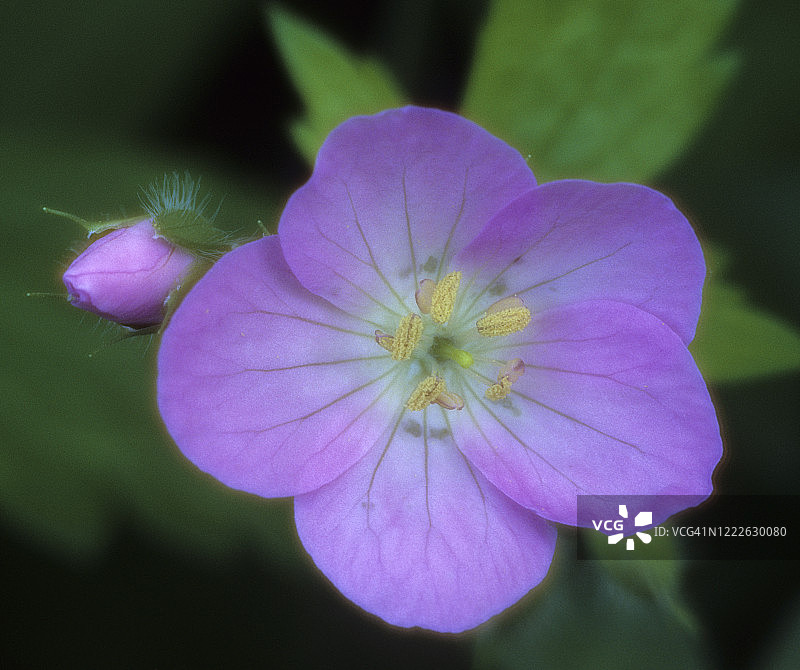 野生老鹳草（柔焦）图片素材