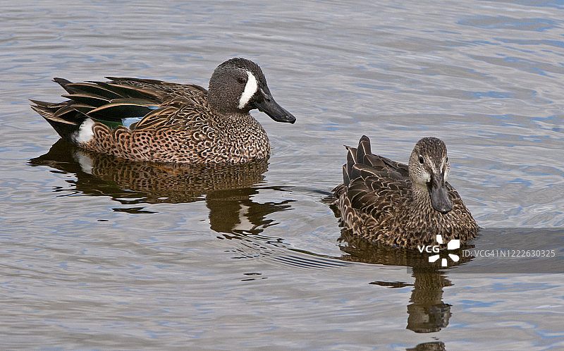 蓝翅小鸭（雄性和雌性）图片素材
