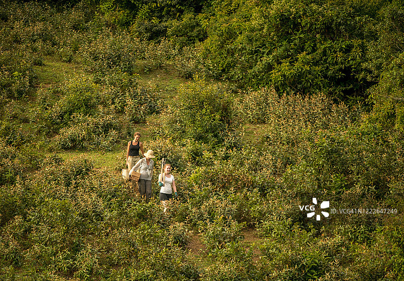 走下茂盛山坡的年轻农民图片素材