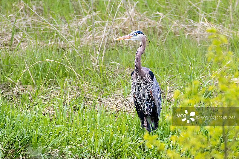 高草地中的蓝鹭图片素材