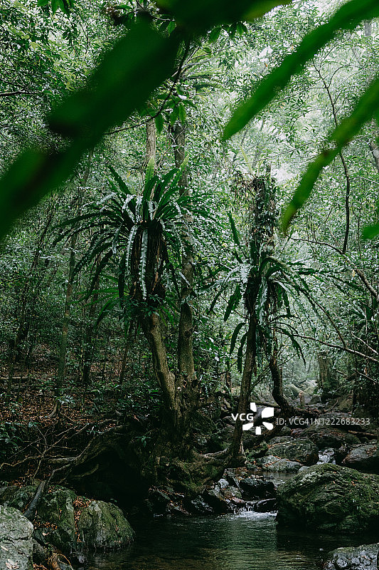绿意盎然的雨林与河流，日本鹿儿岛县奄美大岛图片素材