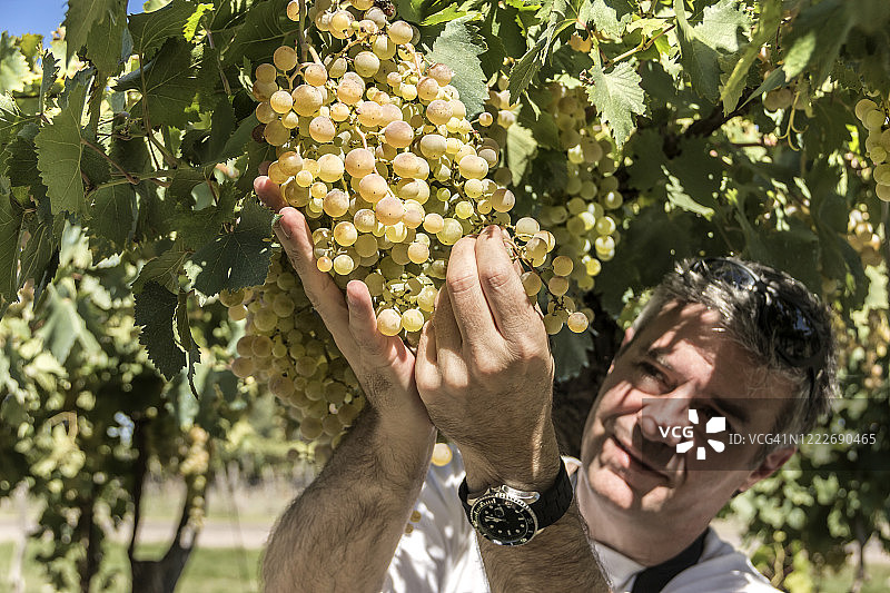酿酒师检查霞多丽葡萄串图片素材