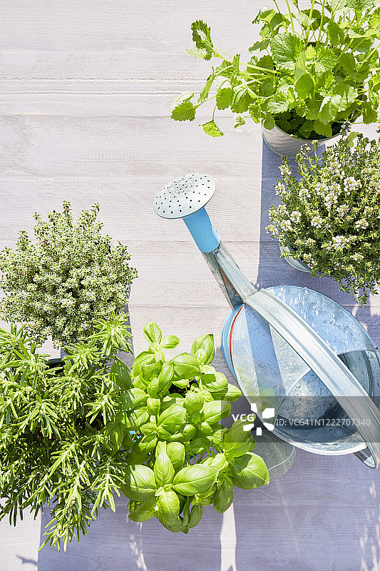 夏季木质背景盆栽香草与喷壶静物图片素材