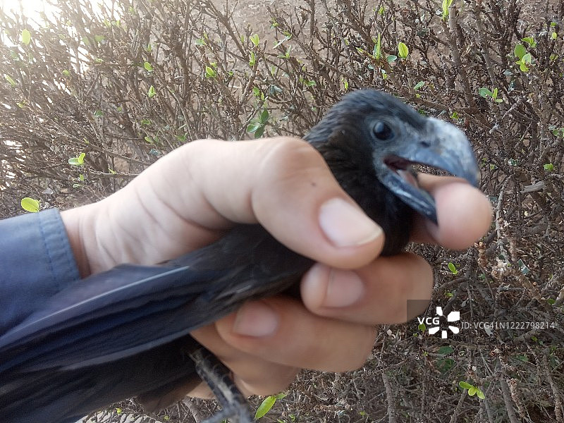 男人抱着滑嘴犀鹃图片素材