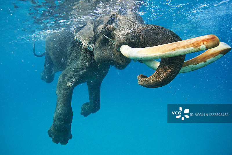 水下大象图片素材