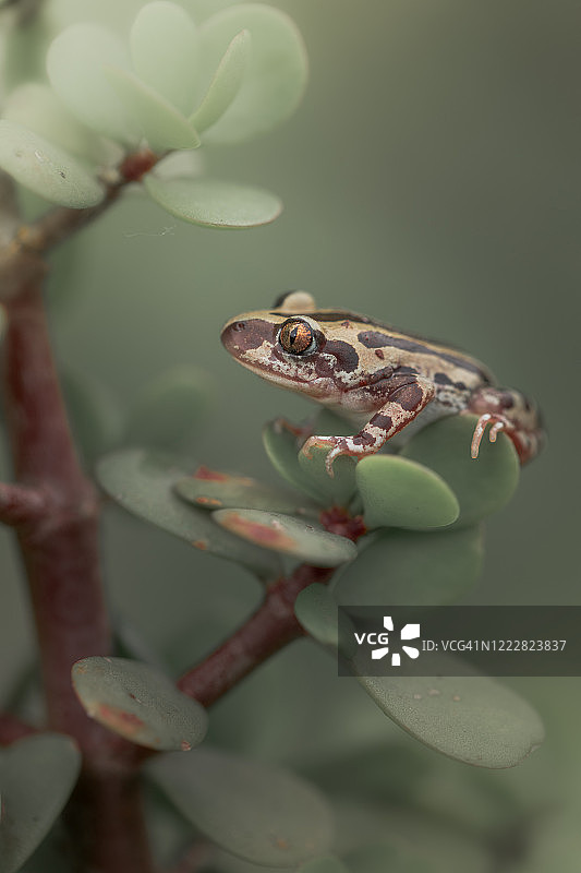 塞内加尔起泡蛙图片素材