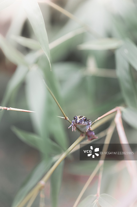 塞内加尔起泡蛙图片素材