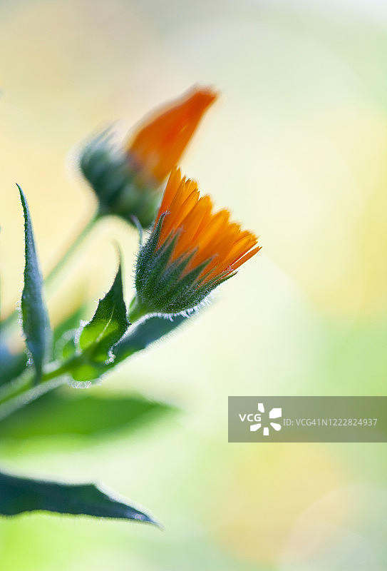 万寿菊花蕾图片素材